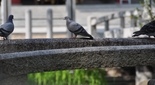 西宮神社の鳩