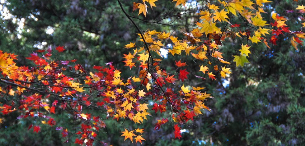 紅葉の綺麗な神社 北口本宮浅間神社