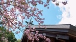比々多神社の桜