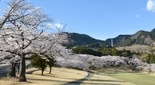 桜の綺麗なゴルフ場 秦野 大秦野カントリークラブ