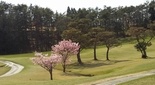 桜が綺麗なゴルフ場 西宮高原ゴルフ倶楽部