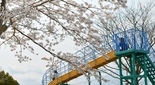 桜の綺麗な公園 秦野市 こうぼうふじみ公園でお花見