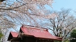 桜の綺麗な神社 平塚 駒形神社