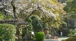 湯河原 首大仏 福泉寺の桜