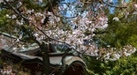 神戸市 敏馬神社の桜