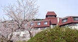 桜 箱根 山のホテル 芦ノ湖の桜
