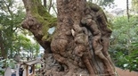 熱海の大木 来宮神社の楠