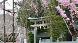 比々多神社 お朔日参り 令和4年4月 桜満開