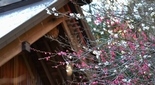 梅が綺麗な神社 神奈川県秦野市 菅原神社