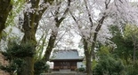 桜が綺麗な神社 神奈川県 南足柄神社