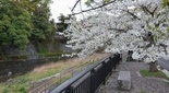 川沿い散歩道と桜 伊東 松川遊歩道