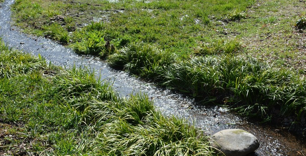 厳島湿生公園の湧水