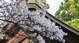 冨士御室浅間神社の桜（河口湖）