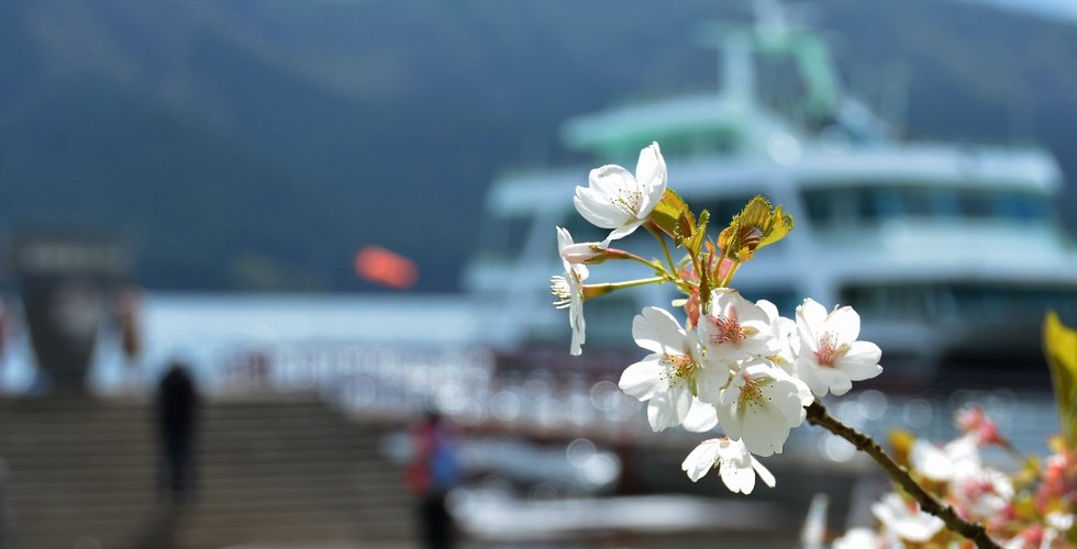 芦ノ湖と桜