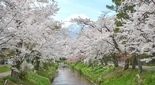 川沿いの桜と富士山の絶景スポット