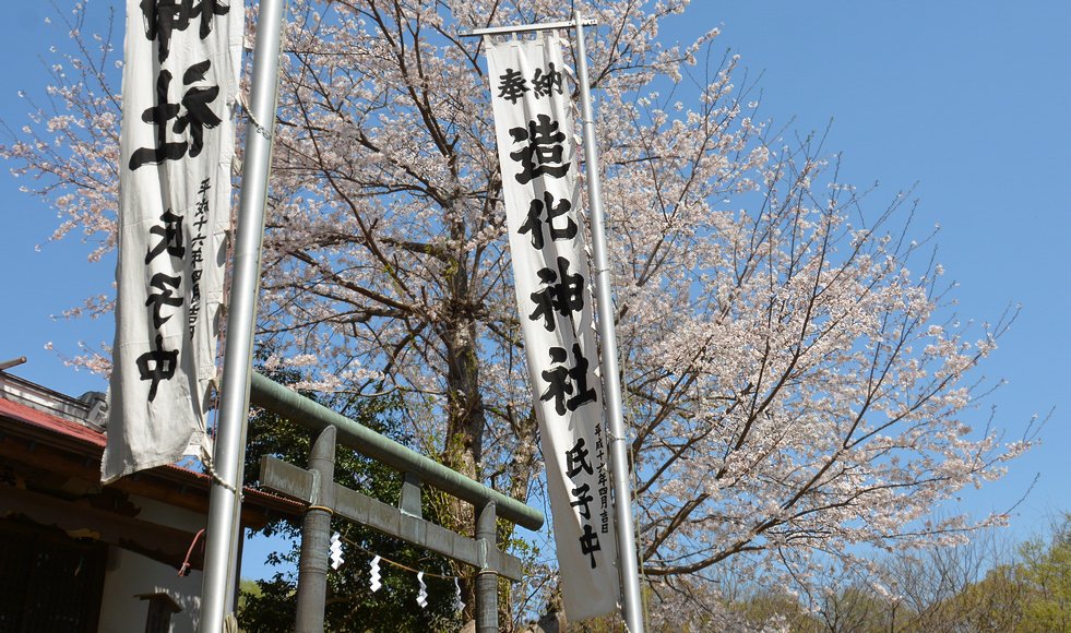 造化神社の桜 平塚市