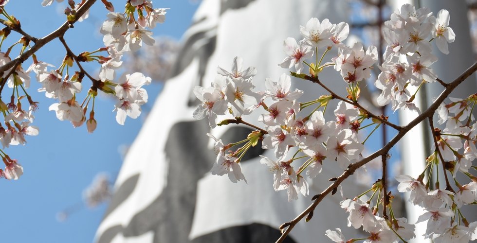 造化神社の桜