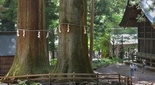 河口湖の大木開運パワースポット神社
