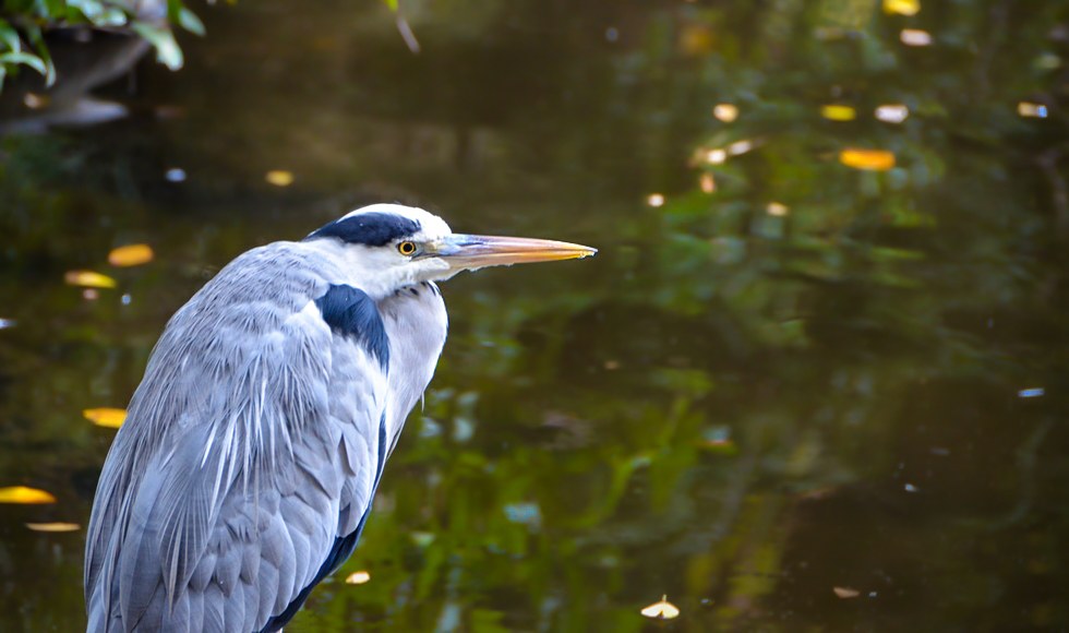 �J�^ ���˔����{�̃A�I�T�M