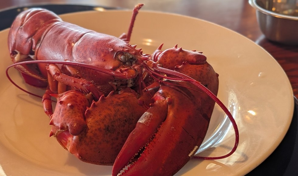 ���A�a�΍􃉃��` ���� ���b�h���u�X�^�[