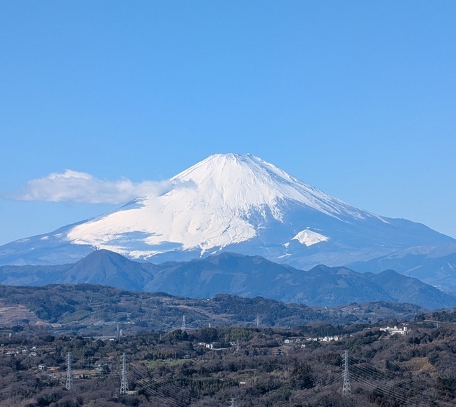 �Ó약����̖؉ԍ��P�i�x�m�R�j