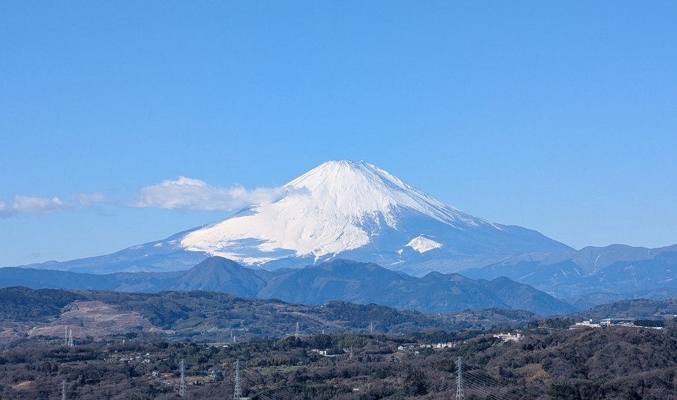 �Ó약����̖؉ԍ��P�i�x�m�R�j