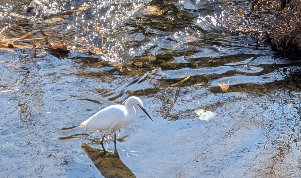 �V���T�M�ɉ��� �_�ސ쌧�`��s �卪��