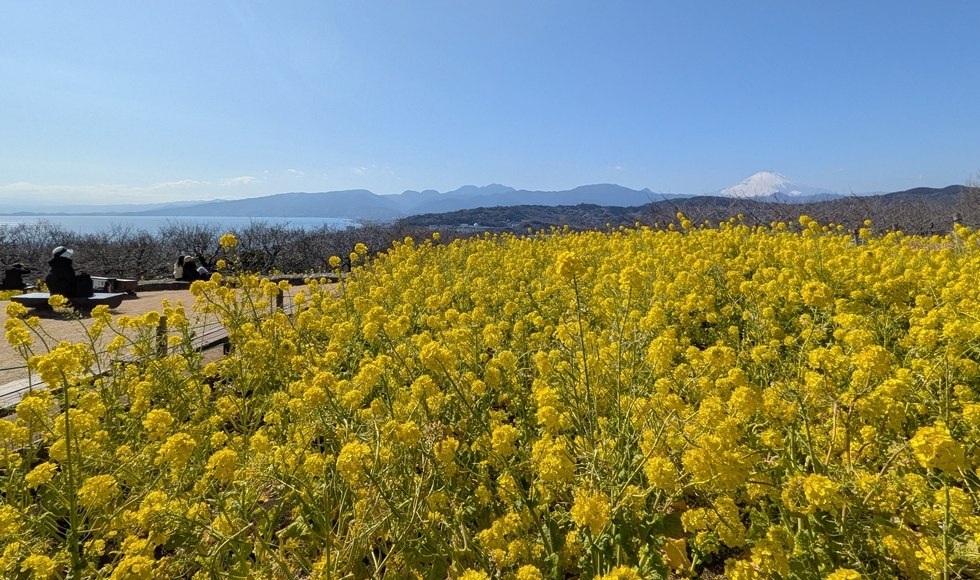 �؂̉Ԃƕx�m�R�ƊC�����������