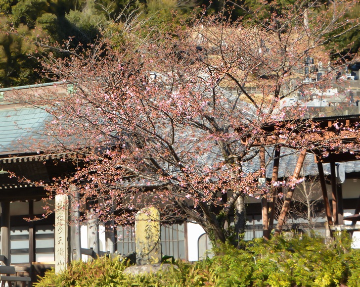 ����@�̉͒Í� �J�ԏ� �ߘa8�N