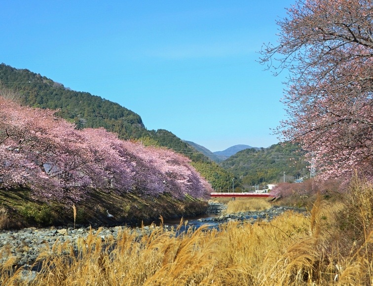 �͒Ð쉈���̍� �J�ԏ� 2026