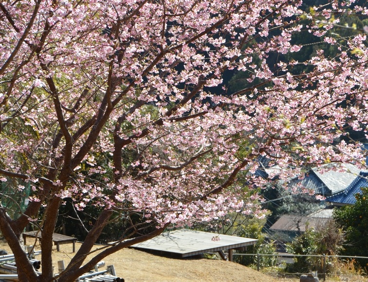 �˂͂񓰂̉͒Í�