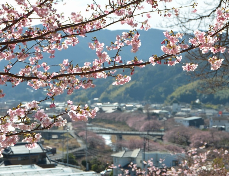 �˂͂񓰂̉͒Í��Ɛ쉈���̍�����