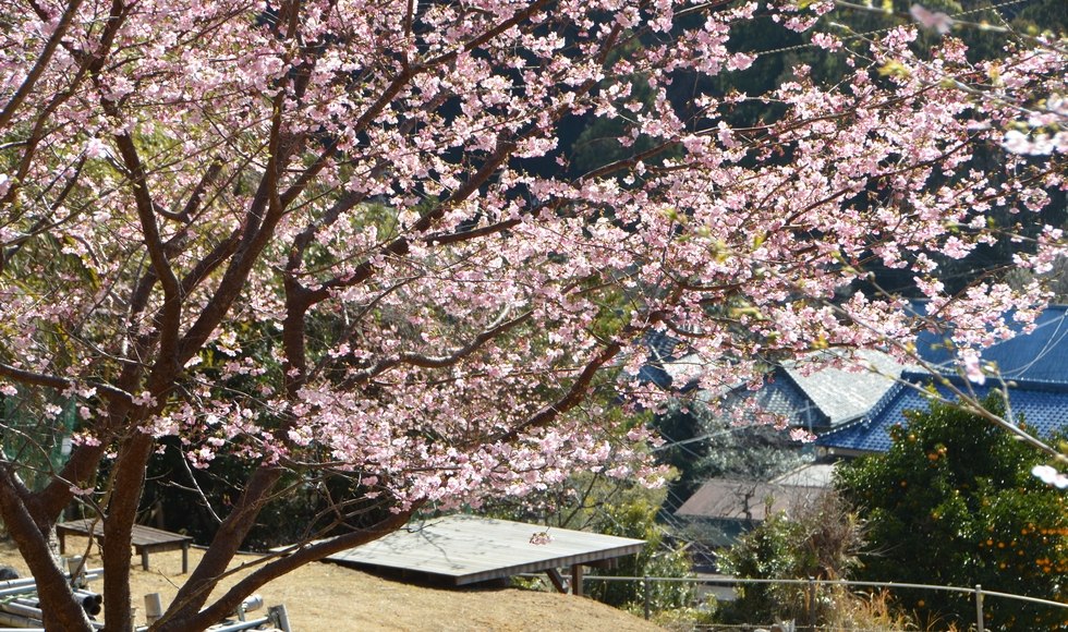 �˂͂񓰂̉͒Í� ���J�ɋ߂�����