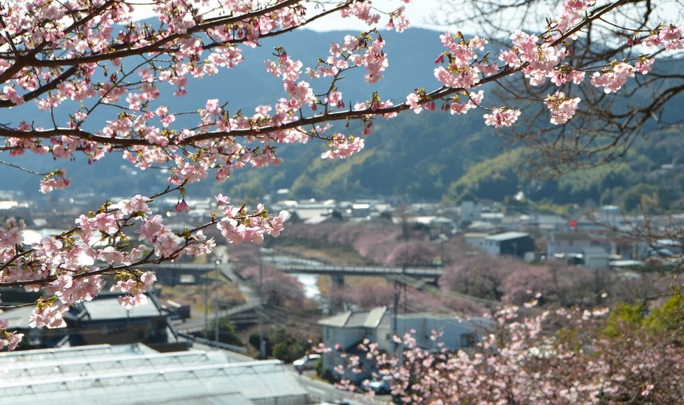 �˂͂񓰂̉͒Í��Ɛ쉈���̍�����