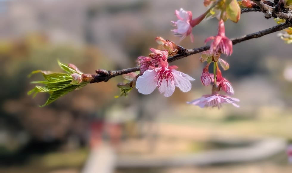 �������������̍� �J�� 2026