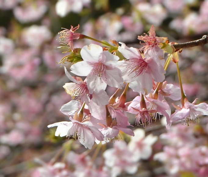 �͒Í� �J�ԏ� 2026 ���l�_��