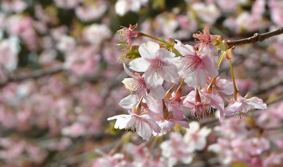 �͒Í� �J�ԏ� 2026 ���l�_��